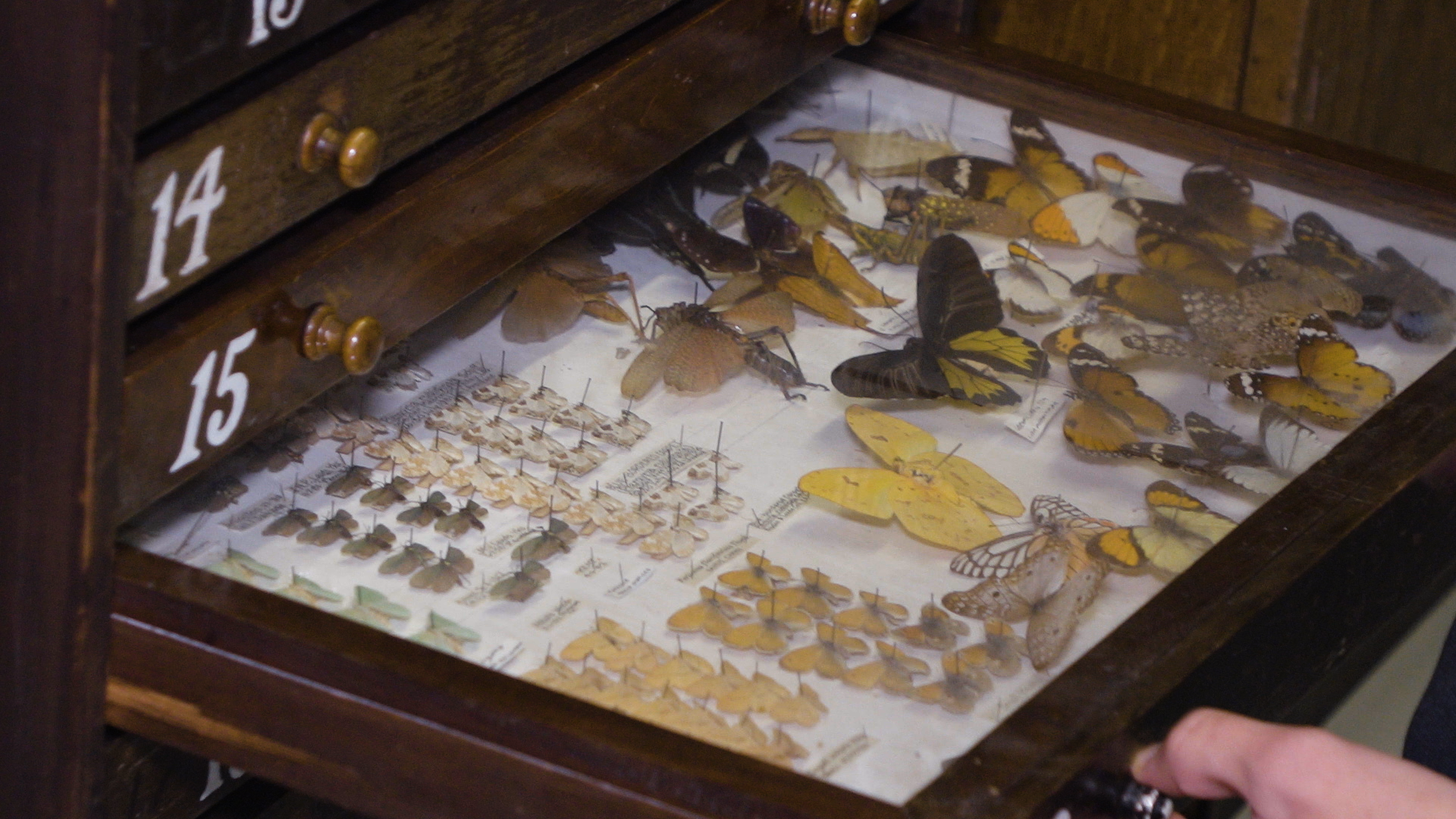 Leeds Museums and Galleries